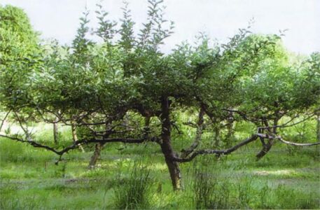 Country Lore: Pruning Old Fruit Trees Helps Them Bear More Fruit Image